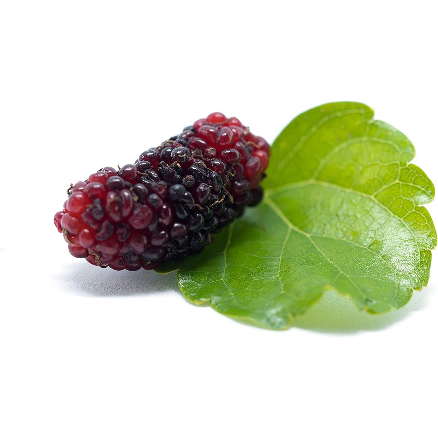 Manda Enzyme MULBERRY Mulberry Divided Package Type 77.5g (2.5g x 31 Packages)