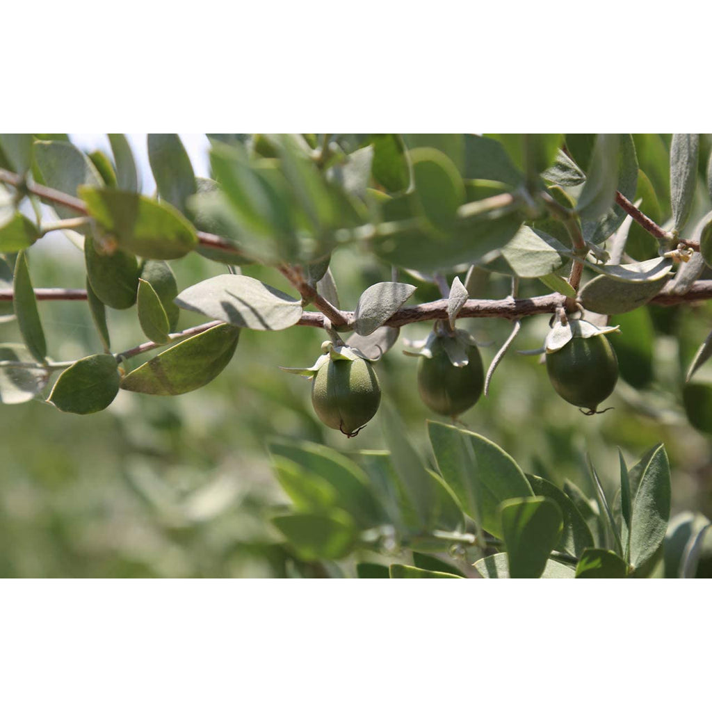 MUJI Jojoba Oil 100ml