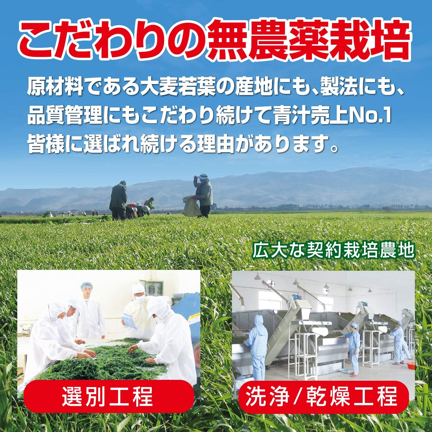 Yamamoto Kanpo Barley Young Leaf 100% 3g x 88 packets Green juice